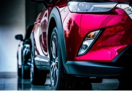 Mounted Tropical Plant Care: How to Grow Epiphytic Tropical Plants